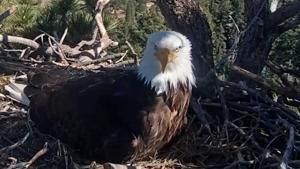 Jackie, the most iconic bald eagle in the world.