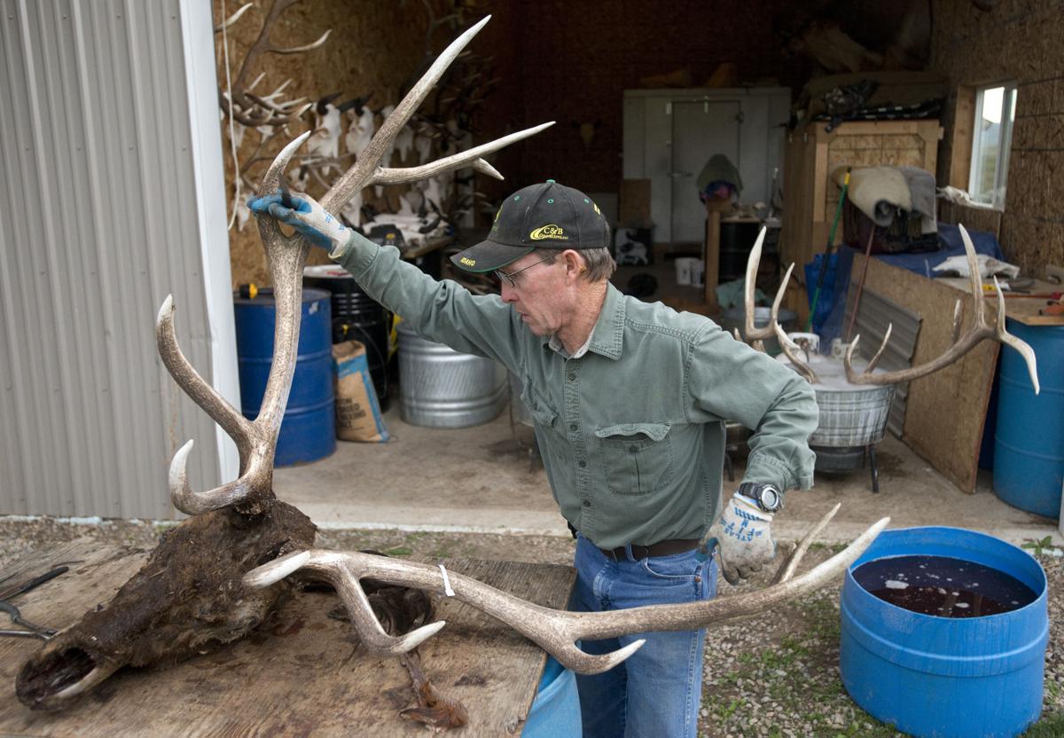Beetles clean wildlife skulls in western Wyoming shop Open Spaces