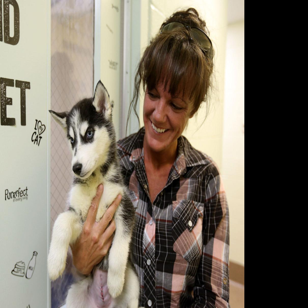 Huskies Rescued From U Haul Trailer Ready For Adoption Cops Courts Trib Com