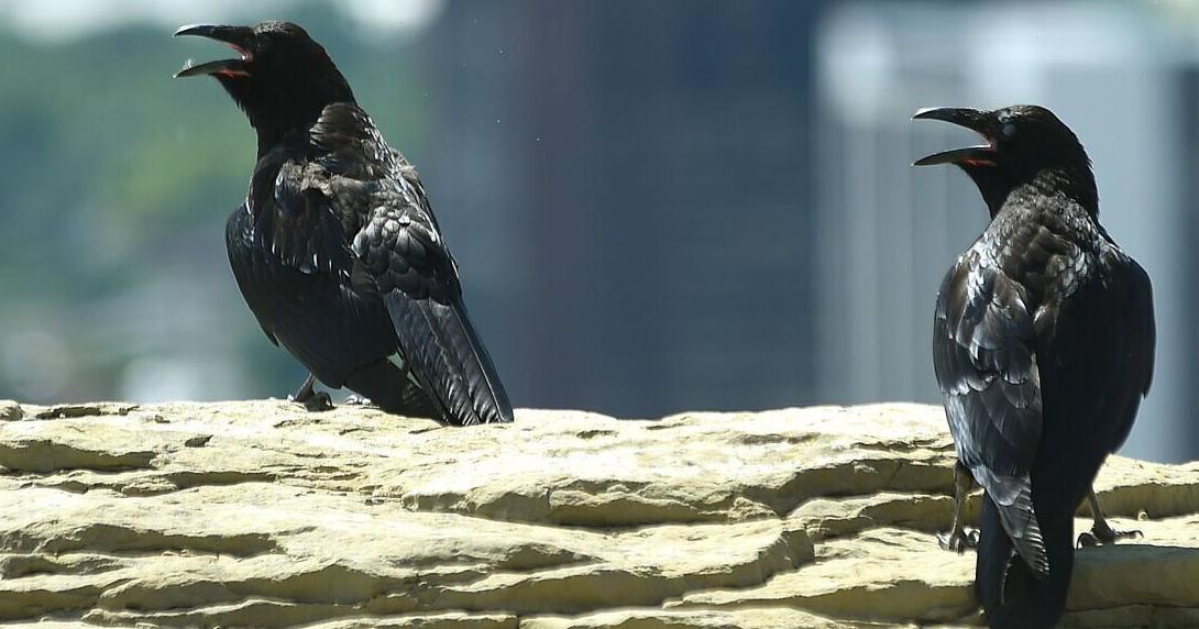 Yellowstone's ravens seen in new light with new research - Vimarsana News