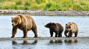 Fat Bear Week is back. Meet this year's contenders
