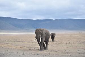 Towering elephants roam the floor of Tanzania’ s Ngorongoro Crater, the world’ s largest intact volcanic caldera.