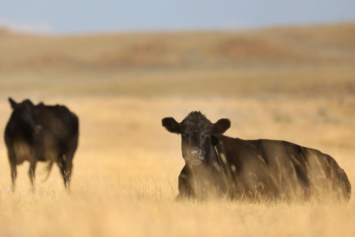 Cows