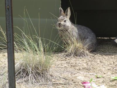 PYGMY RABBITS