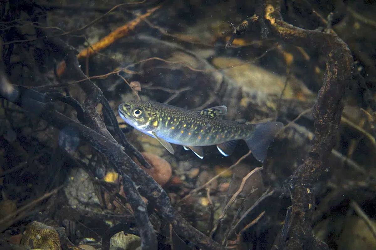 Brook Trout