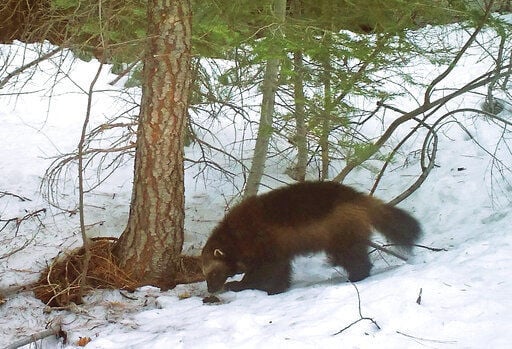 Judge asked to force decision on US wolverine protections