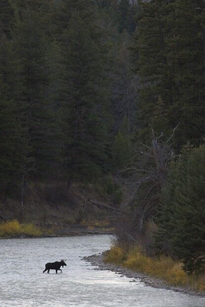 Hoback River