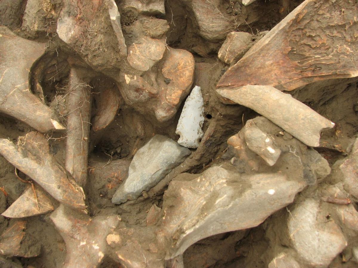 Photos At this ancient bison kill site, native hunters left the bones