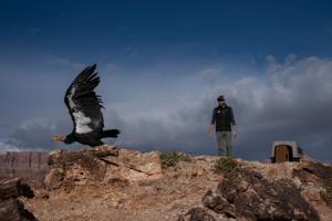 Tim Hauck (program director) releases California Condor #987 at Badger Canyon, Grand Canyon, Arizona, on Jan. 8, 2026.