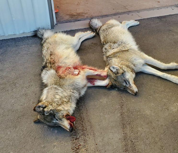 Poached wolves