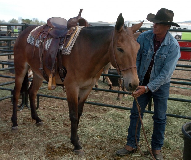 Roping mules for on sale sale