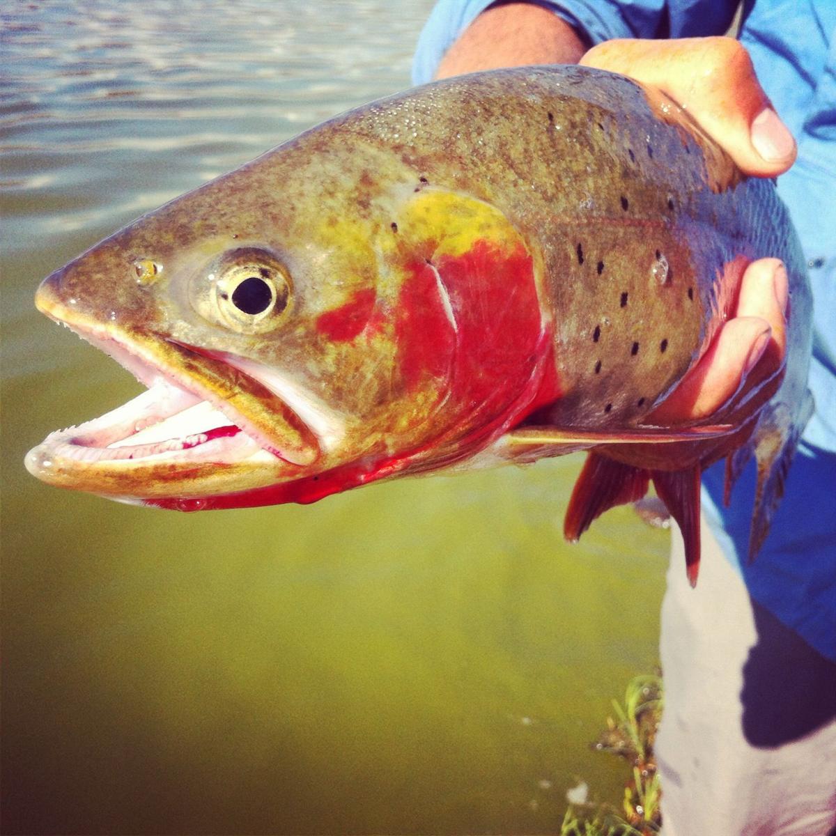 Go High For Trout Open Spaces Trib Com