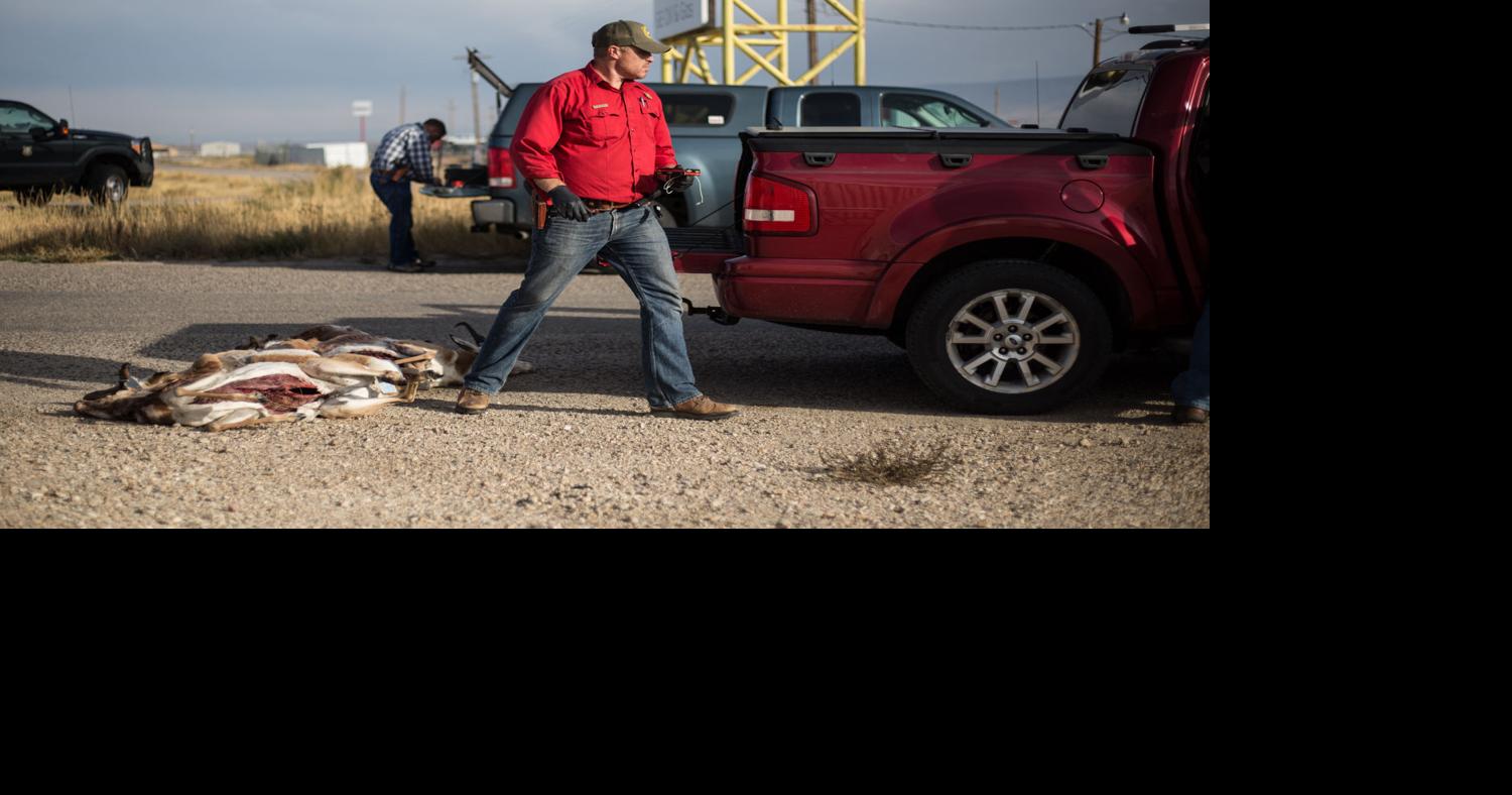 Game and Fish donates meat from poached pronghorn