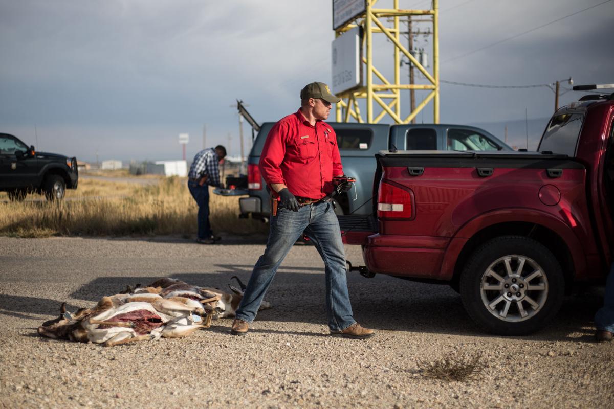 Game and Fish donates meat from poached pronghorn