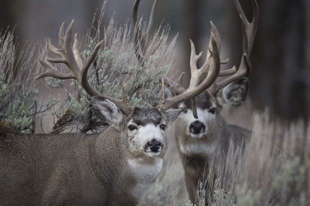 Information sought in mule deer poaching | Open Spaces | trib.com