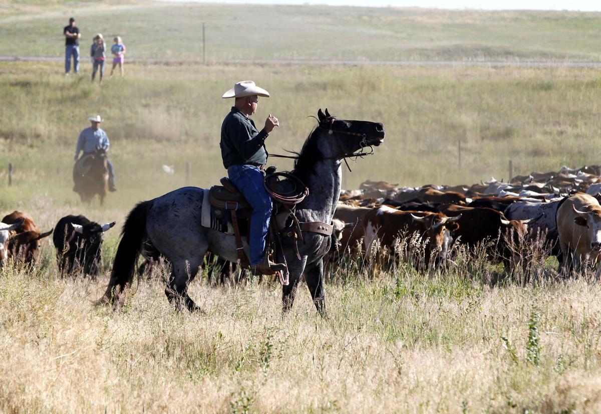 Cattle Drive Provides Special View Of Cheyenne Frontier Days Wyoming News Trib Com
