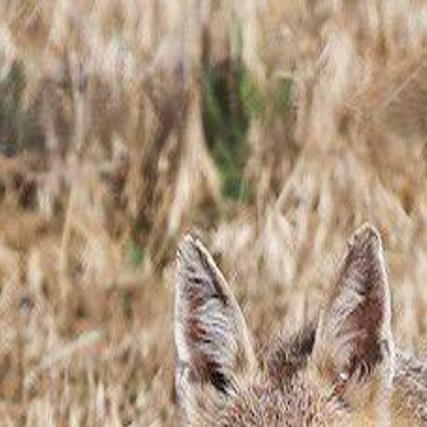 Populations Of Swift Foxes Booming In Wyoming Growing In Montana Open Spaces Trib Com