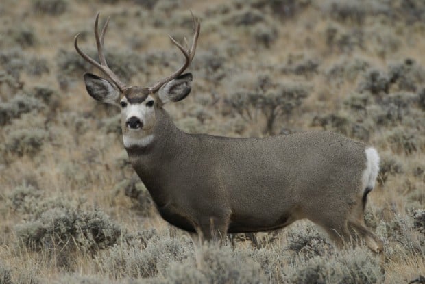 Pinedale Mesa deer population drops