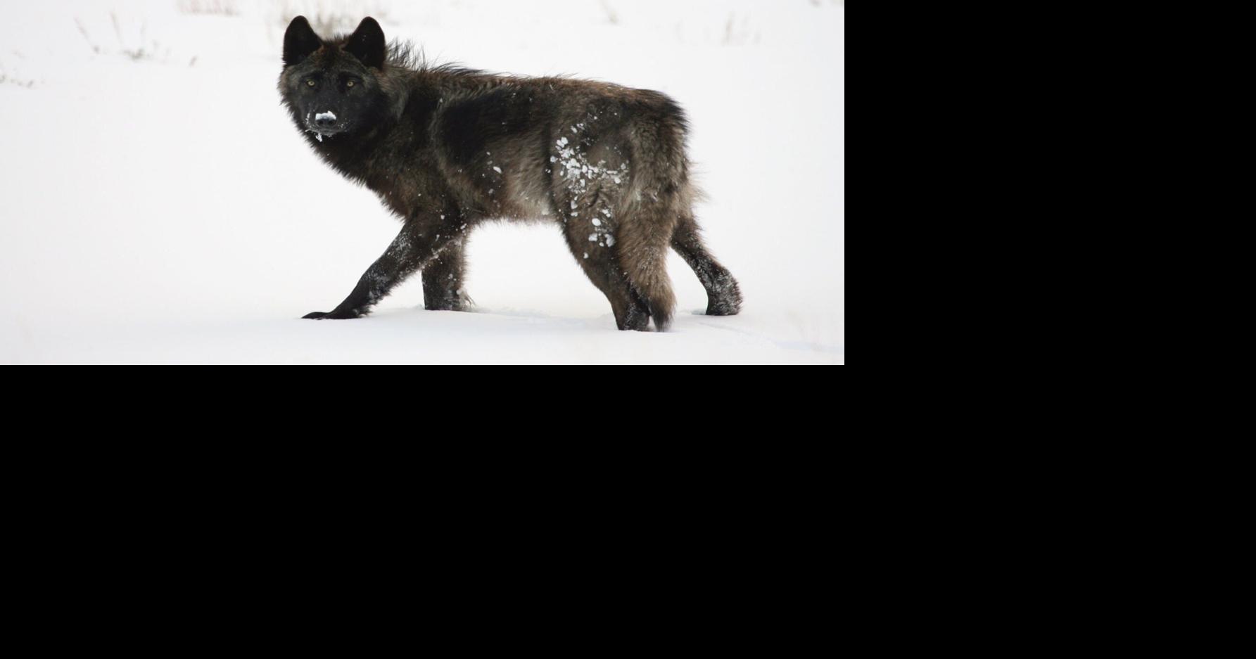 A curious Yellowstone wolf, a hiker and bear spray. Now the video is going viral