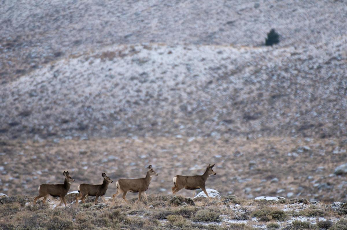 Deer Migration