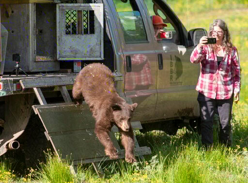 Black bear rescued as cub released back into Wyoming woods