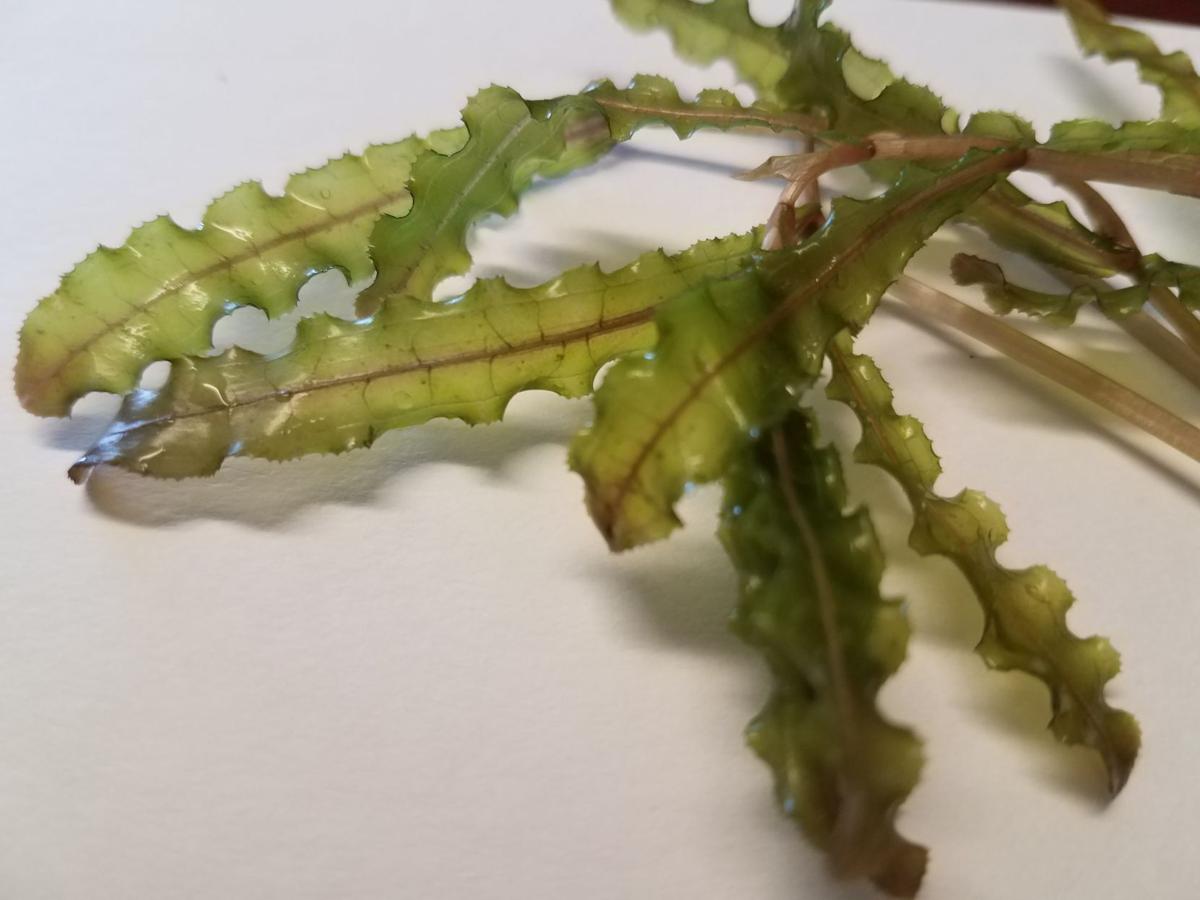 Curly pondweed