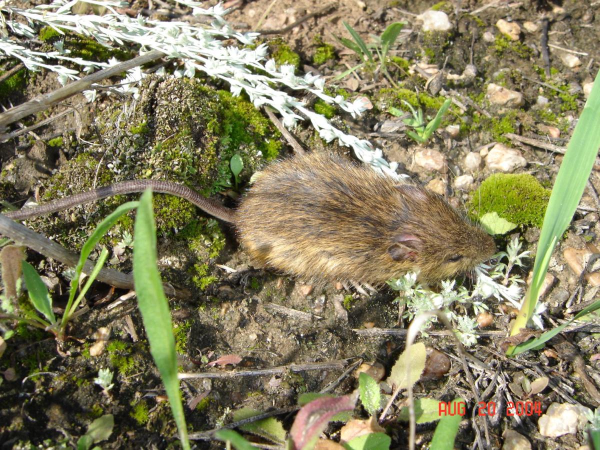 Preble's jumping mouse