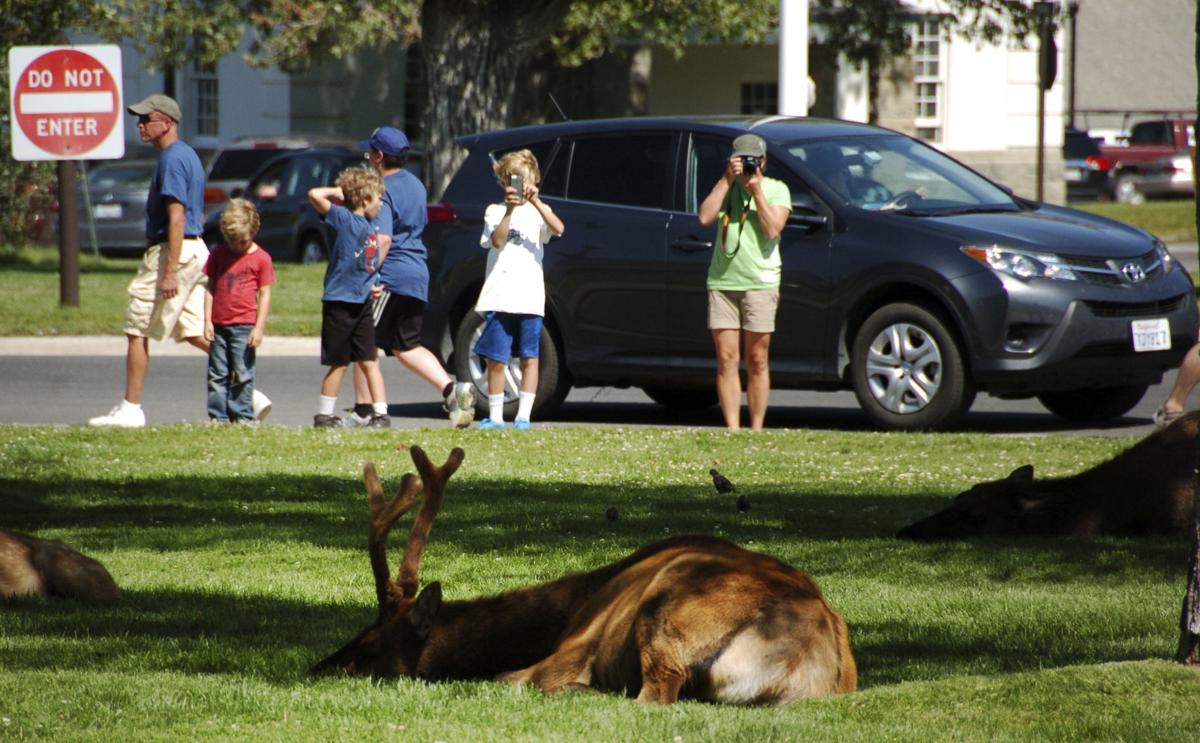 Elk attack