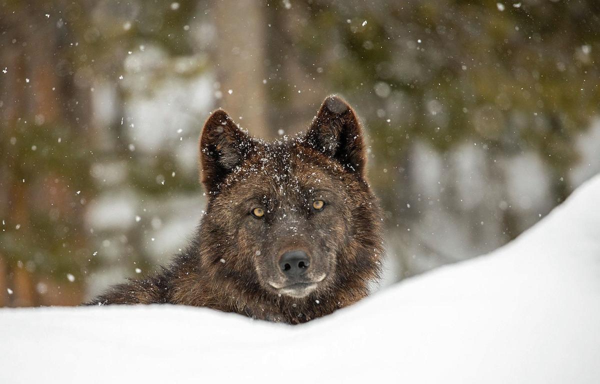 Yellowstone wolves