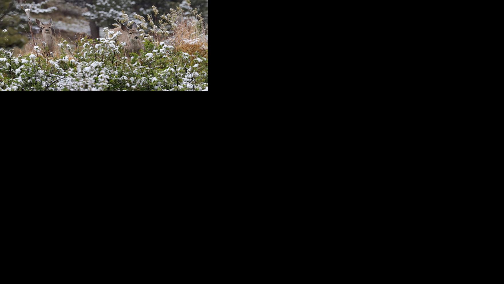 Asset-image