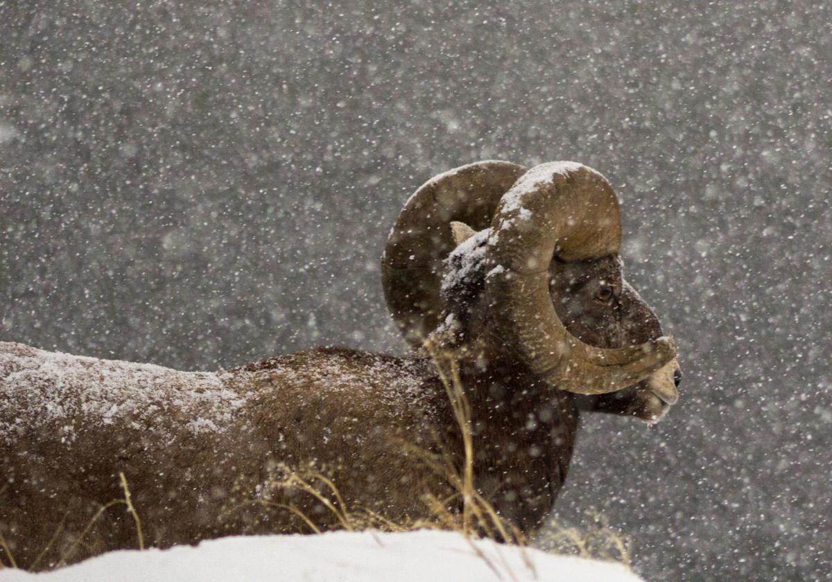 Bighorn Sheep