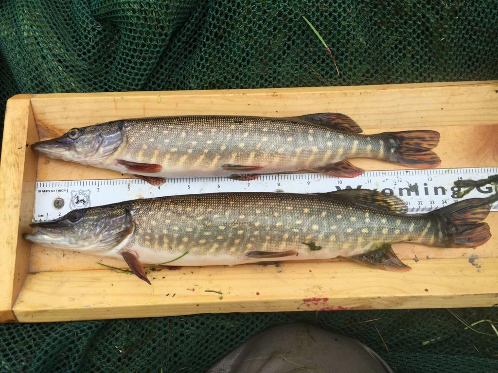 Northern Pike Moved Into A Unique River In Eastern Wyoming And Are Decimating The Native Fish Open Spaces Trib Com
