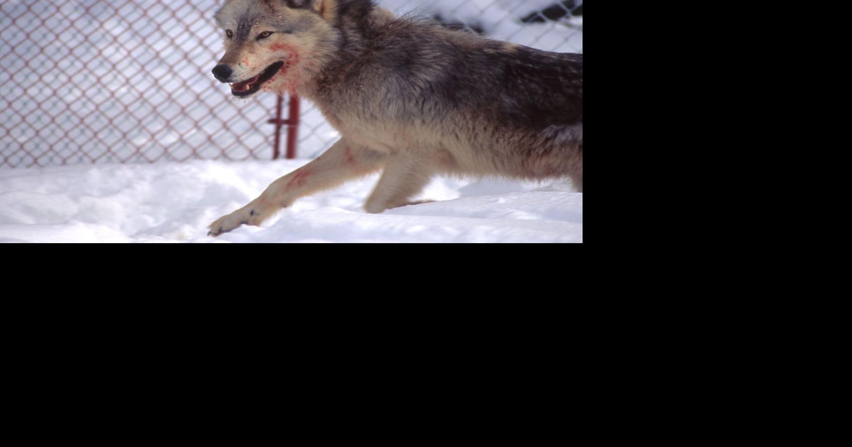‘Canadian superwolf’? Nope. So then why are Yellowstone wolves 50% heavier than Great Lakes wolves?