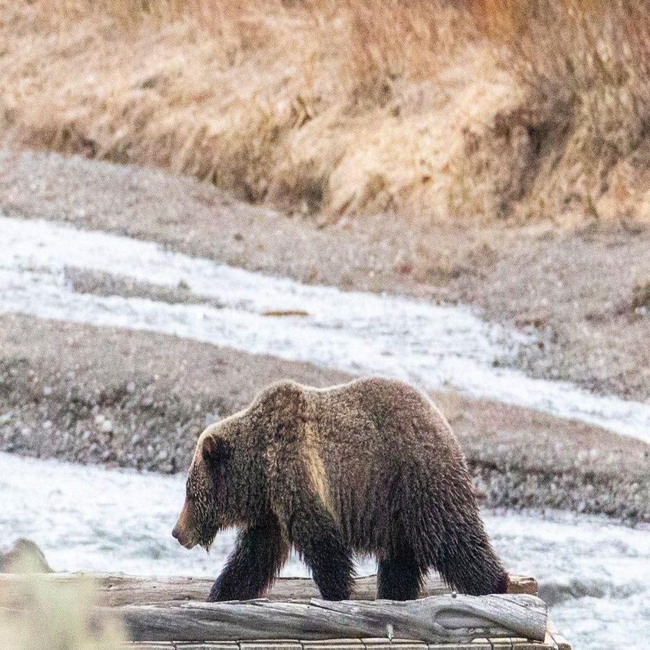Grizzly Was Oldest Documented In Greater Yellowstone Area Wyoming News Trib Com