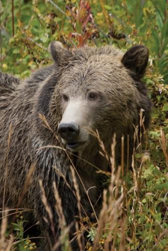 Grizzly bear 