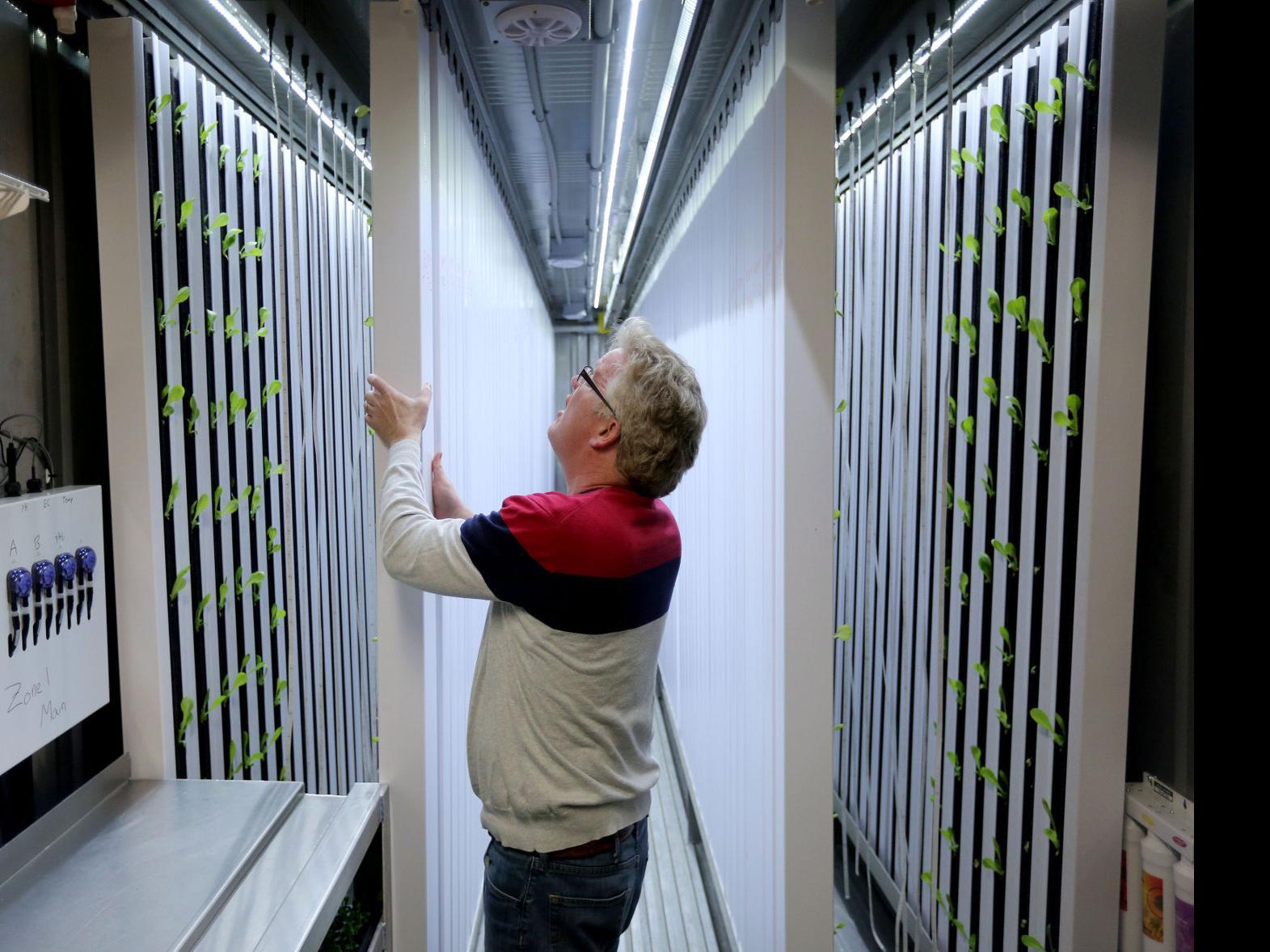Hydroponic Farm In Retired Shipping Container Offers Fresh Lettuce