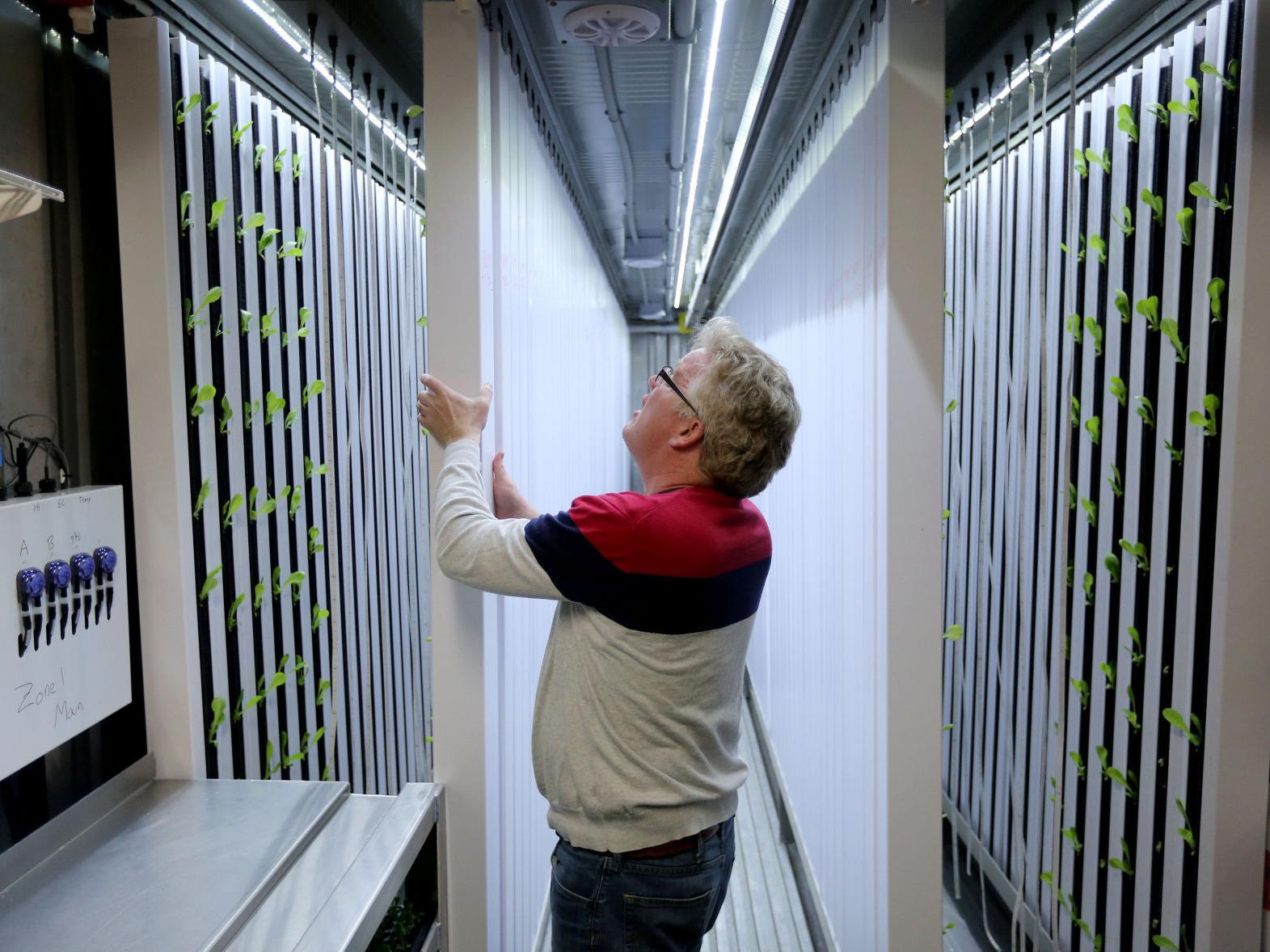 Hydroponic Farm In Retired Shipping Container Offers Fresh Lettuce