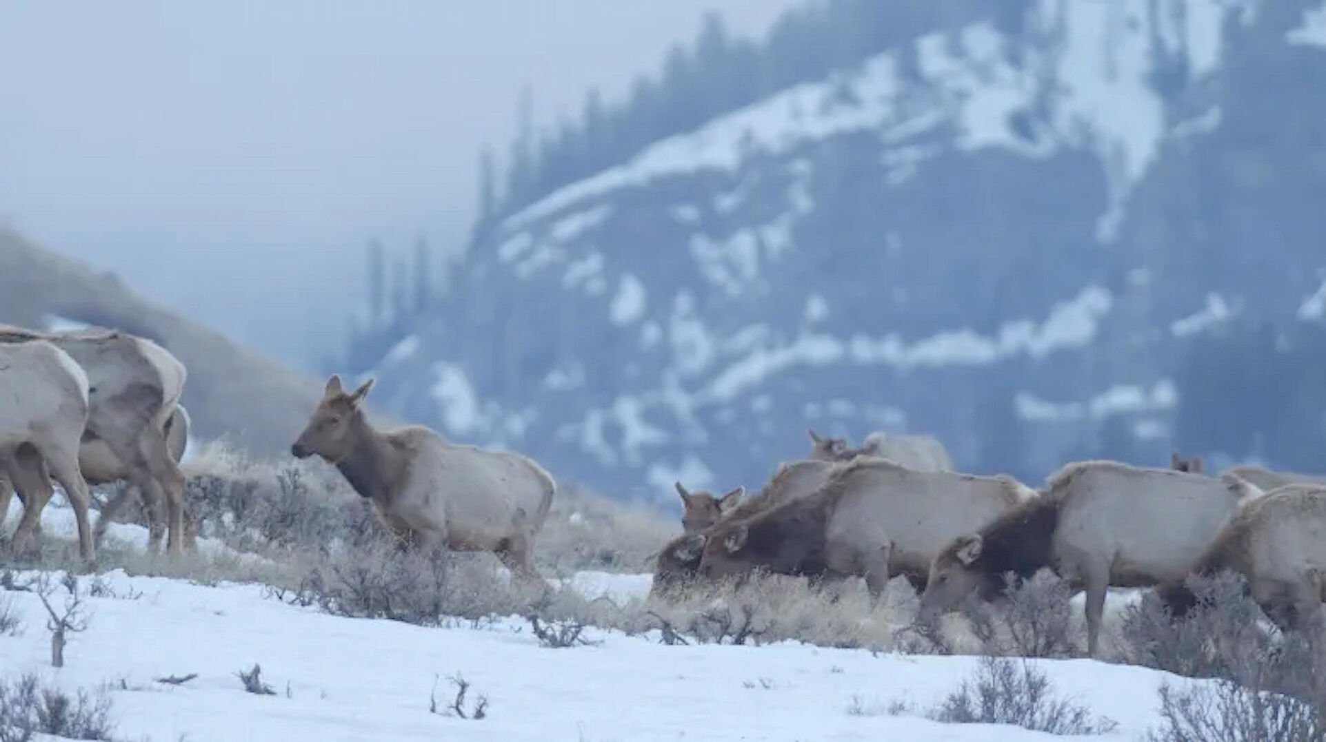 Elk near Camp Creek Feedground.jpeg