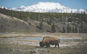 Bison (1).jpg