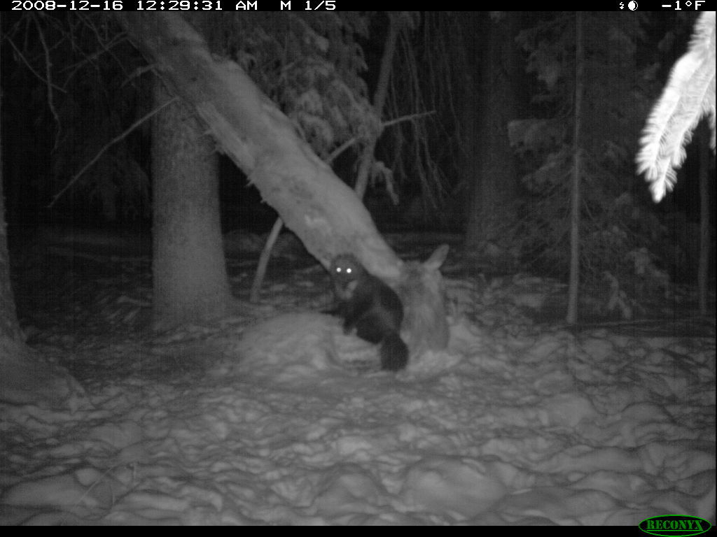 Wyoming wolverine found in North Dakota likely farthest ranging on record