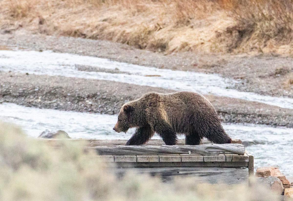 Bear path
