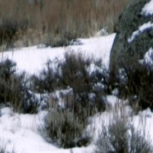 Southwest Wyoming Mule Deer Numbers Keep Dropping Solutions Vary Wyoming News Trib Com