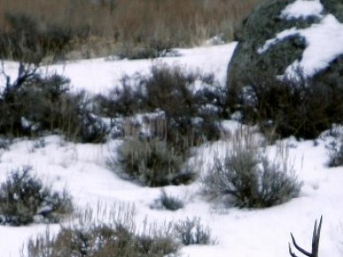 Southwest Wyoming Mule Deer Numbers Keep Dropping Solutions Vary Wyoming News Trib Com