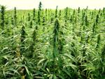 Wyoming hemp farmer suing DCI, agent over marijuana accusations