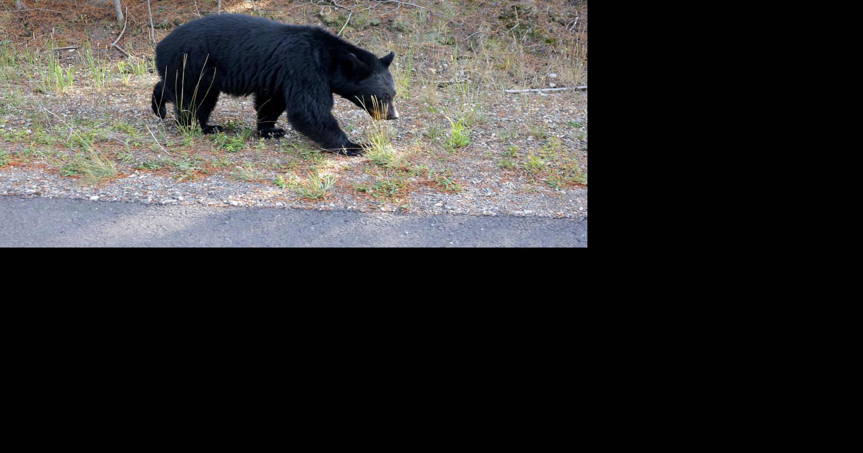 Wyoming bear killed after tent encounters. Now DNA reveals a surprising connection