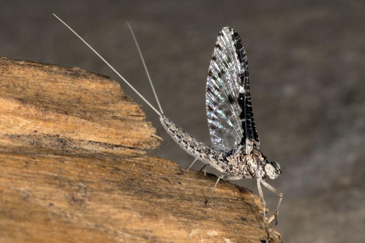Mayfly hatches are signs of healthy waters, good fly fishing