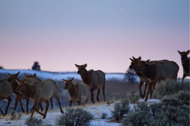 New Study To Track Greater Yellowstone Area Elk Migration