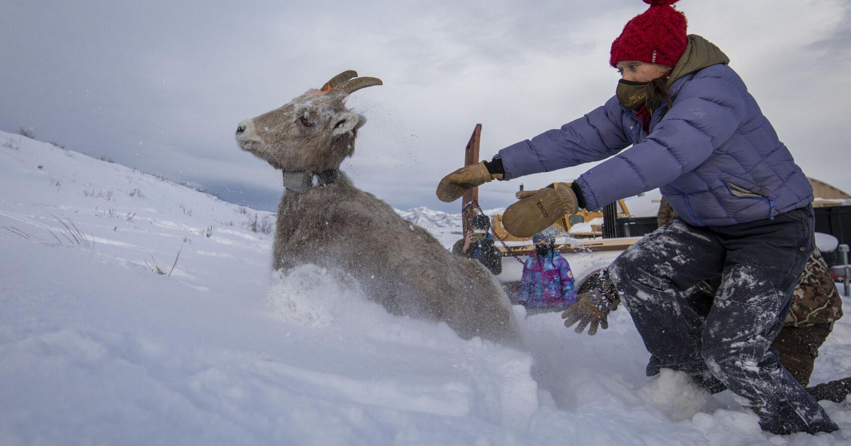 Wyoming keeps ewe, lamb season for Gros Ventre bighorns - Vimarsana News