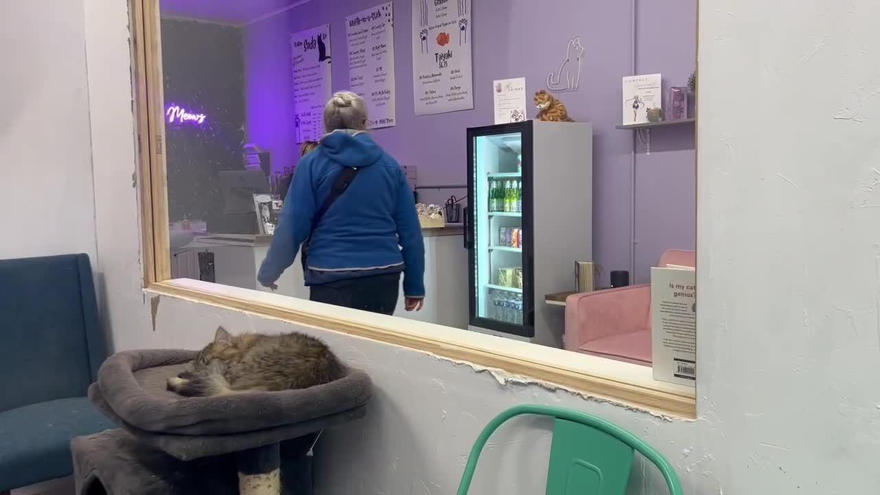 The Purrrfect Cup: Wyoming's First Cat Café Opens in Casper