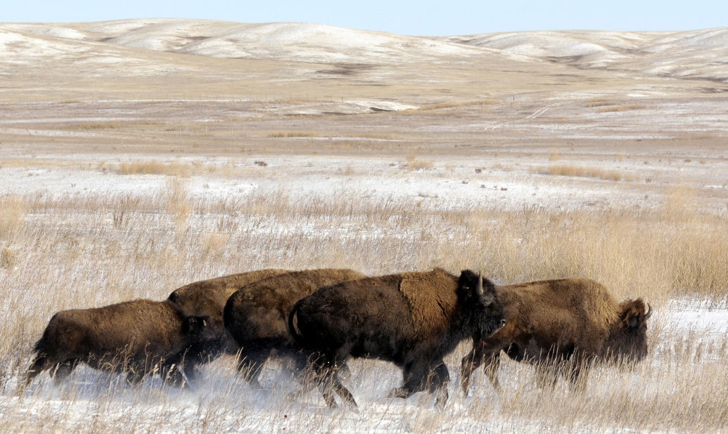 121115 bison1 kw.jpg